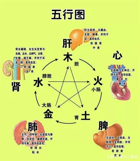 五行对应的器官|臟腑